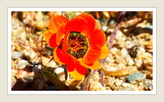 Tours Namaqualand - Daisy naby Kamieskroon, by Riana Maas